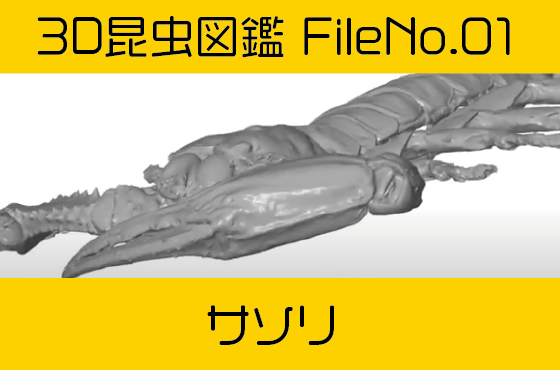 File No 01　サソリ-3Dスキャン