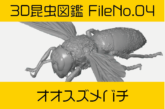 File No 04　オオスズメバチ-3Dスキャン