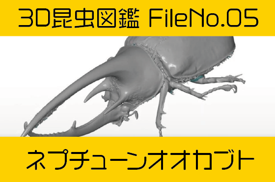 File No 05　ネプチューンオオカブト-3Dスキャン